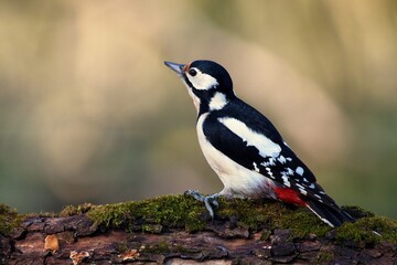 Great spotted woodpecker ,,Dendrocopos major,, in his natural environment, Danube wetland, Slovakia, Europe