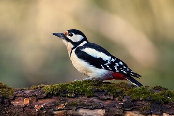 Great spotted woodpecker ,,Dendrocopos major,, in his natural environment, Danube wetland, Slovakia, Europe