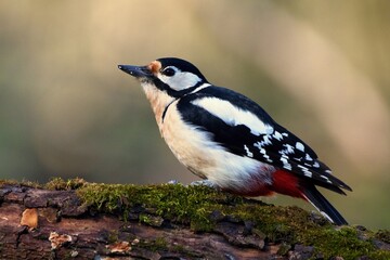 Great spotted woodpecker ,,Dendrocopos major,, in his natural environment, Danube wetland, Slovakia, Europe