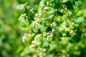 Blooming currant bush. Selective focus.