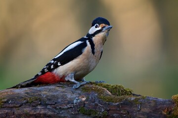 Great spotted woodpecker ,,Dendrocopos major,, in his natural environment, Danube wetland, Slovakia, Europe