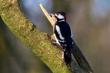 Great spotted woodpecker ,,Dendrocopos major,, in his natural environment, Danube wetland,...