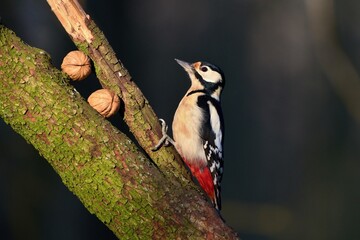 Great spotted woodpecker ,,Dendrocopos major,, in his natural environment, Danube wetland, Slovakia, Europe