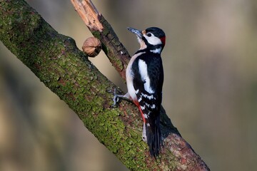 Great spotted woodpecker ,,Dendrocopos major,, in his natural environment, Danube wetland, Slovakia, Europe