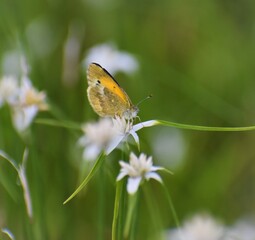 butterfly on a flower