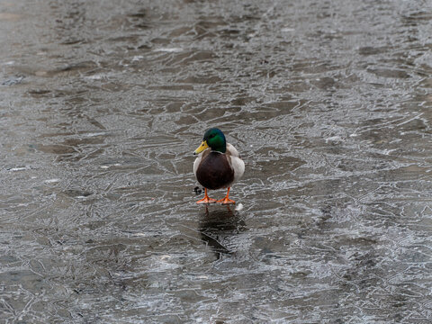 Wild duck walks on a frozen pond