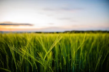 Fotobehang green barley field © Dirk