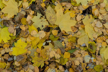 Graphic resources abstract textured walkway background in autumn foliage park