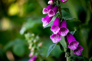 Foxglove flowers in the garden © David Roberts