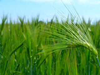 fresh green barley field close-up view with crop heads. light pale blue sky. concept of freshness, organic farming and food production. rural scene. outdoor and nature. food ingredient.