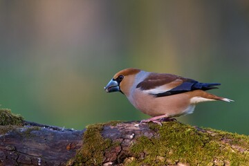 Close up of Hawfinch ,,Coccothraustes coccothraustes,, in Danube forest, Slovakia, Europe