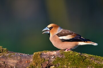 Close up of Hawfinch ,,Coccothraustes coccothraustes,, in Danube forest, Slovakia, Europe