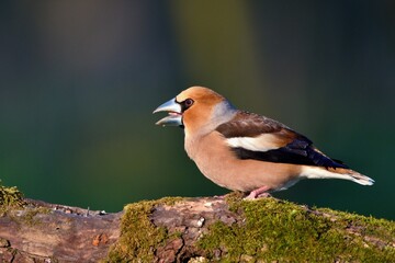 Close up of Hawfinch ,,Coccothraustes coccothraustes,, in Danube forest, Slovakia, Europe