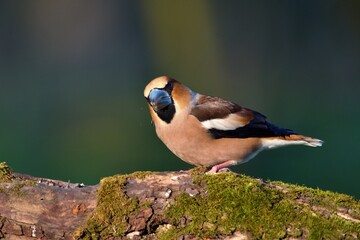 Close up of Hawfinch ,,Coccothraustes coccothraustes,, in Danube forest, Slovakia, Europe
