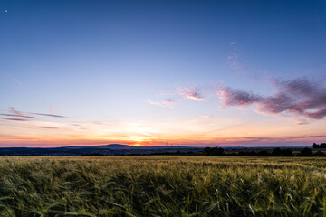 field of barley at sunset