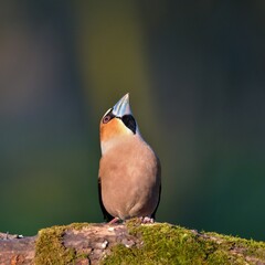 Close up of Hawfinch ,,Coccothraustes coccothraustes,, in Danube forest, Slovakia, Europe