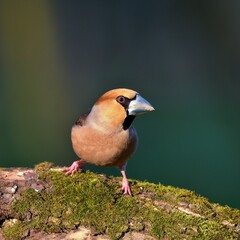 Close up of Hawfinch ,,Coccothraustes coccothraustes,, in Danube forest, Slovakia, Europe