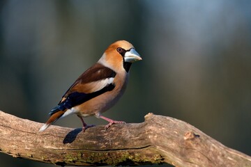 Close up of Hawfinch ,,Coccothraustes coccothraustes,, in Danube forest, Slovakia, Europe