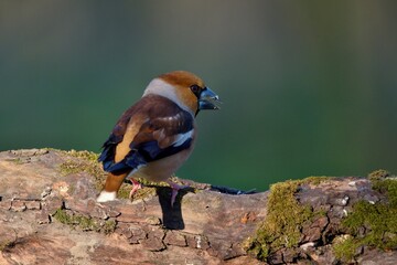 Close up of Hawfinch ,,Coccothraustes coccothraustes,, in Danube forest, Slovakia, Europe