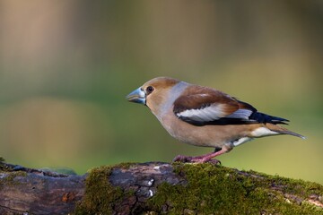 Close up of Hawfinch ,,Coccothraustes coccothraustes,, in Danube forest, Slovakia, Europe