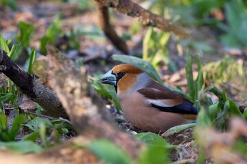 Close up of Hawfinch ,,Coccothraustes coccothraustes,, in Danube forest, Slovakia, Europe