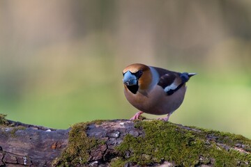 Close up of Hawfinch ,,Coccothraustes coccothraustes,, in Danube forest, Slovakia, Europe