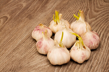 Bulb of garlic on wooden vintage background.