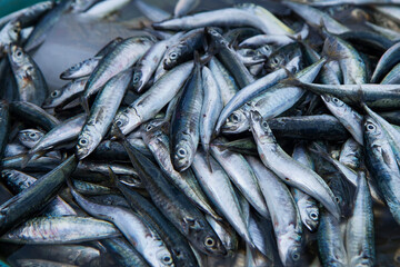 Fototapeta premium fresh mackerel fish at the market