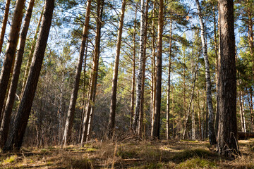 Background image of a fabulous spring coniferous forest