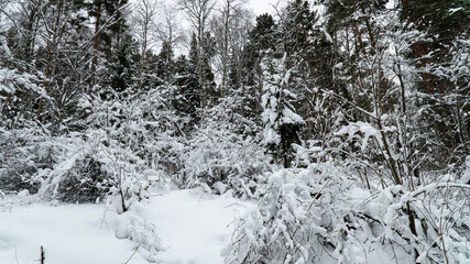 Landscape winter forest in the mountains