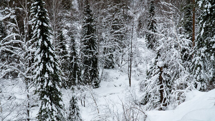 Landscape winter forest in the mountains