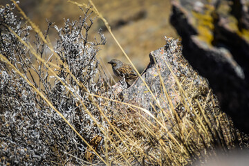 bird in the stone