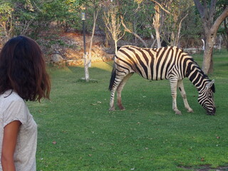 A zebra and a woman at the campsite, Etosha, Namibia