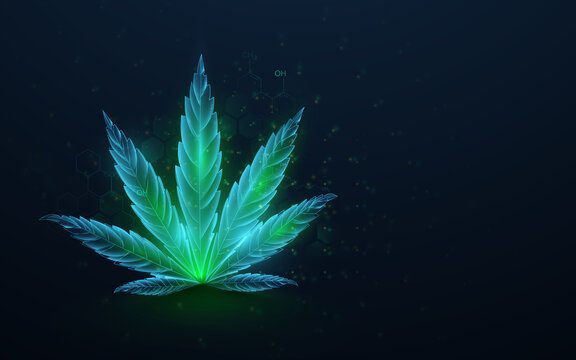 Green cannabis leaves with formula CBD. Growing medical marijuana