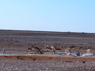 Fototapeta na wymiar Animals flock to Savannah's oasis, Etosha National Park, Namibia