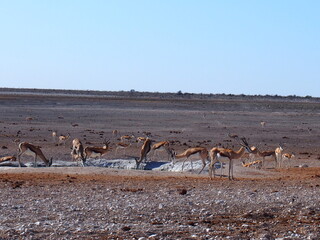 Animals flock to Savannah's oasis, Etosha National Park, Namibia
