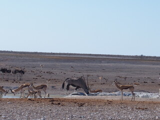 Animals flock to Savannah's oasis, Etosha National Park, Namibia