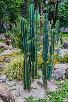 Tall cacti, Cereus repandus, the Peruvian apple cactus. It is a large, erect, thorny columnar cactus found in South America, also known as giant club cactus, hedge cactus, cadushi, and kayush.