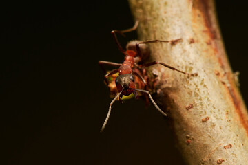 Red wood ant´s in natural environment, Danube forest , Slovakia, Europe