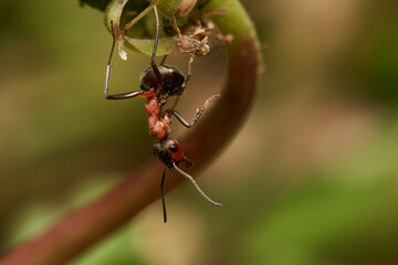 Red wood ant´s in natural environment, Danube forest , Slovakia, Europe