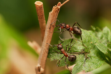 Red wood ant´s in natural environment, Danube forest , Slovakia, Europe