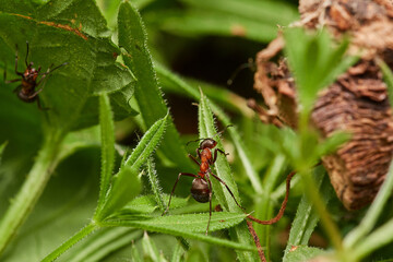 Red wood ant´s in natural environment, Danube forest , Slovakia, Europe