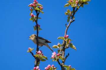 Chiffchaff bird, Phylloscopus collybita sings on blooming apple tree.