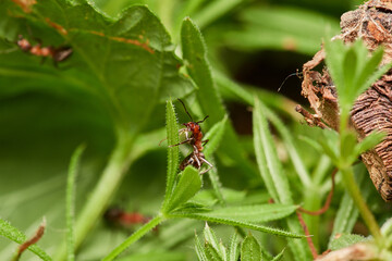 Red wood ant´s in natural environment, Danube forest , Slovakia, Europe