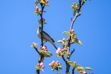 Chiffchaff bird, Phylloscopus collybita sings on blooming apple tree.