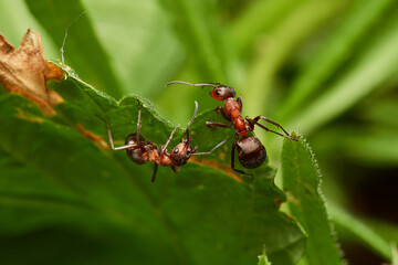 Red wood ant´s in natural environment, Danube forest , Slovakia, Europe