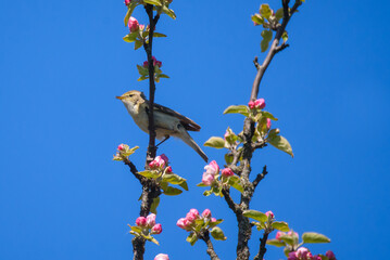 Chiffchaff bird, Phylloscopus collybita sings on blooming apple tree.
