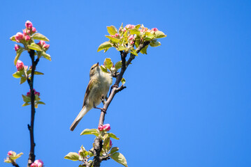 Chiffchaff bird, Phylloscopus collybita sings on blooming apple tree.