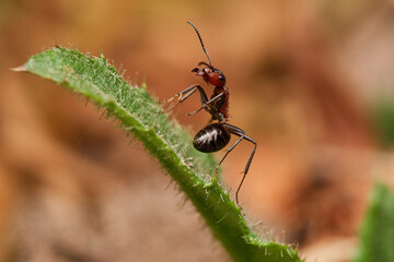 Red wood ant´s in natural environment, Danube forest , Slovakia, Europe