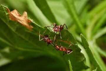 Red wood ant´s in natural environment, Danube forest , Slovakia, Europe